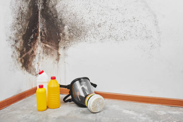 Best Toxic Mold Removal  in Richwood, LA