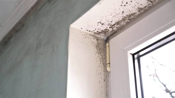 Best Same-Day Mold Removal  in Richwood, LA