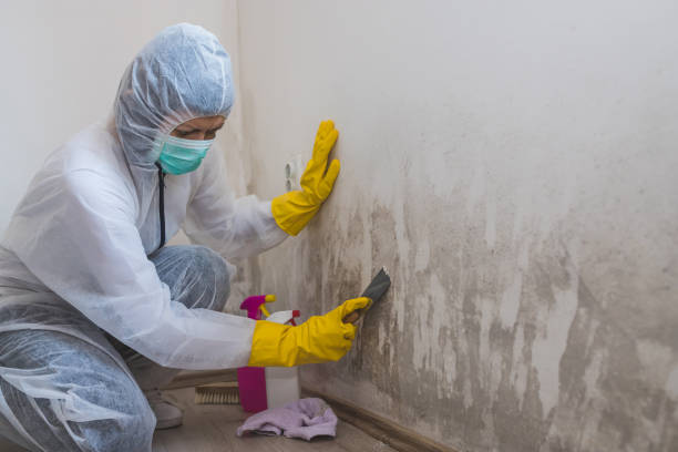 Best Residential Mold Removal  in Richwood, LA