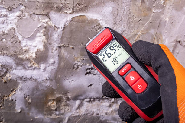 Attic Mold Removal in Richwood, LA