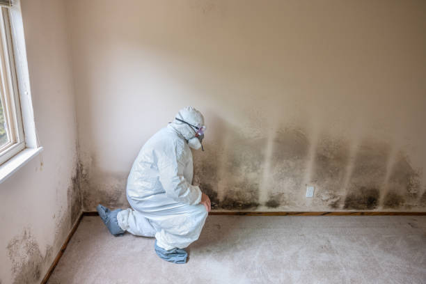 Best Commercial Mold Removal  in Richwood, LA