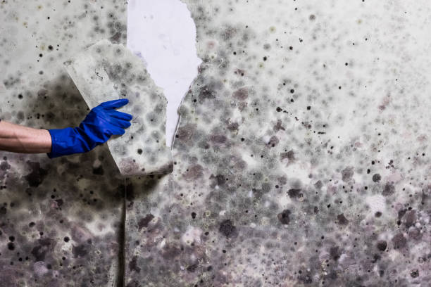 Best Mold Removal Company Near Me  in Richwood, LA