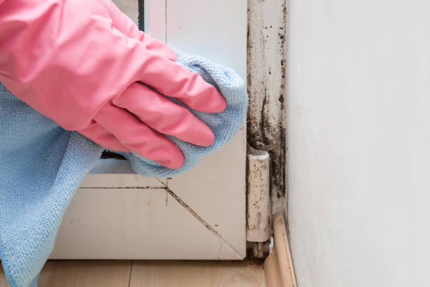 Best Fast Mold Removal  in Richwood, LA